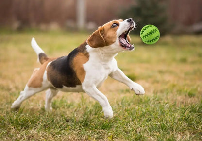 Chewing Toys for Teeth Cleaning (Non toxic)